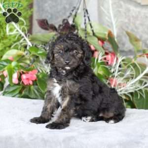 Rhett, Yorkie Poo Puppy